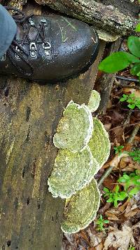 Trametes gibbosa image