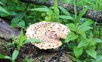 Polyporus squamosus image