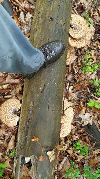 Polyporus squamosus image