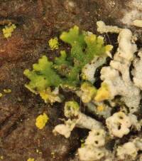 Physcia adscendens image