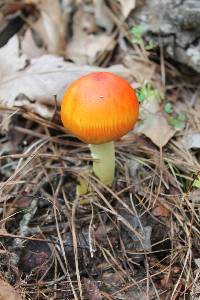 Amanita jacksonii image