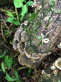 Trametes versicolor image