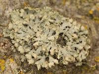 Physcia adscendens image