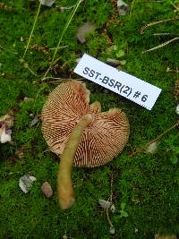 Pluteus flavofuligineus image