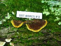 Phellinus gilvus image