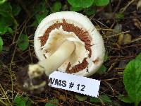 Agaricus silvicola image