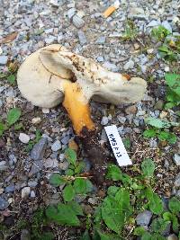 Polyporus radicatus image