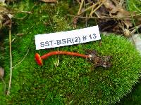 Hygrocybe cantharellus image