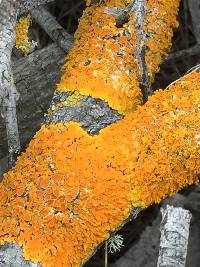 Xanthoria parietina var. parietina image