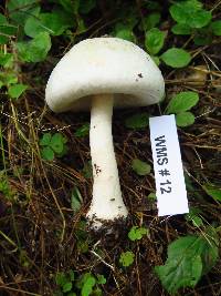 Agaricus silvicola image