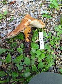 Polyporus radicatus image