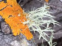 Xanthoria parietina var. parietina image