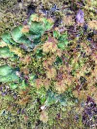 Peltigera britannica image