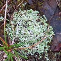 Cladonia coniocraea image