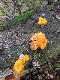 Tremella aurantia image