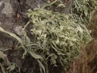 Ramalina leptocarpha image