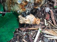 Polyporus squamosus image