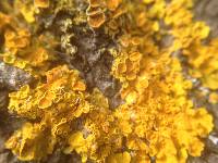 Xanthoria parietina var. parietina image