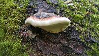 Fomitopsis pinicola image