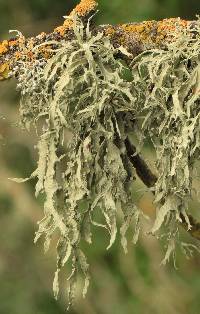 Ramalina leptocarpha image