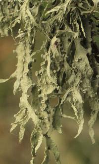 Ramalina leptocarpha image