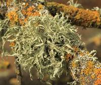 Ramalina leptocarpha image