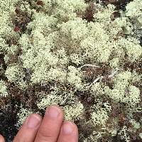 Cladonia stellaris image