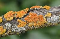 Xanthoria parietina var. parietina image