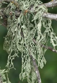 Ramalina menziesii image