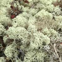 Cladonia stellaris image