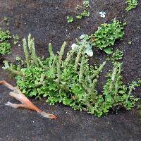 Cladonia coniocraea image