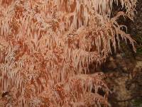 Hericium coralloides image