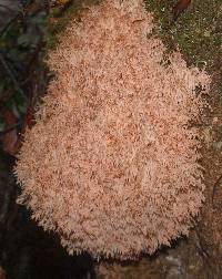 Hericium coralloides image