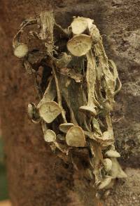 Ramalina leptocarpha image