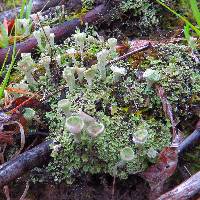 Cladonia fimbriata image