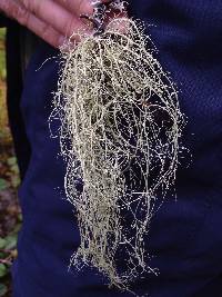 Usnea dasopoga image