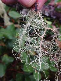 Usnea subfloridana image