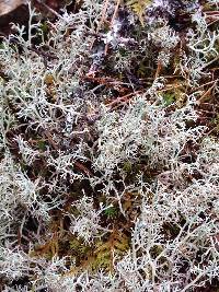 Cladonia rangiferina image