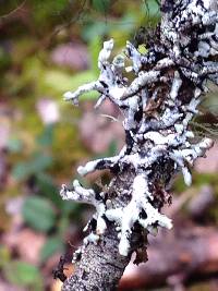 Hypogymnia tubulosa image