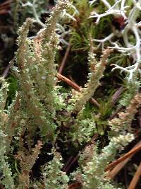 Cladonia squamosa image