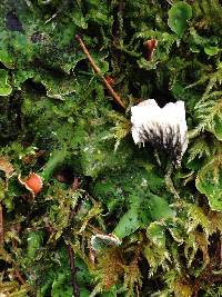 Peltigera britannica image