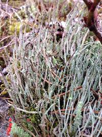 Image of Cladonia gracilis