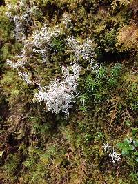 Cladonia rangiferina image