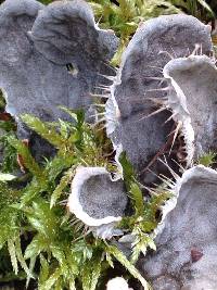 Peltigera membranacea image