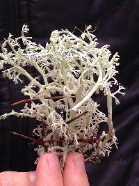 Cladonia mitis image