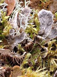 Peltigera membranacea image