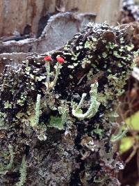 Cladonia macilenta image