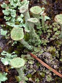 Cladonia chlorophaea image