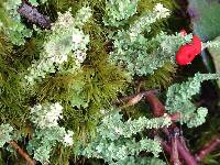 Cladonia bellidiflora image