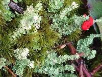 Cladonia bellidiflora image